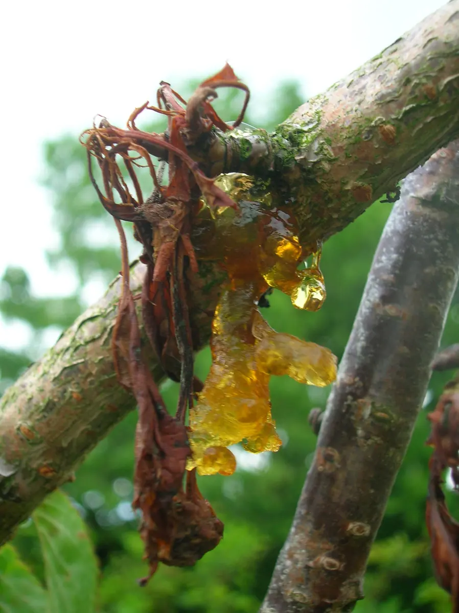 Cherry branch oozing amber gum beside dead brown leaves from bacterial canker