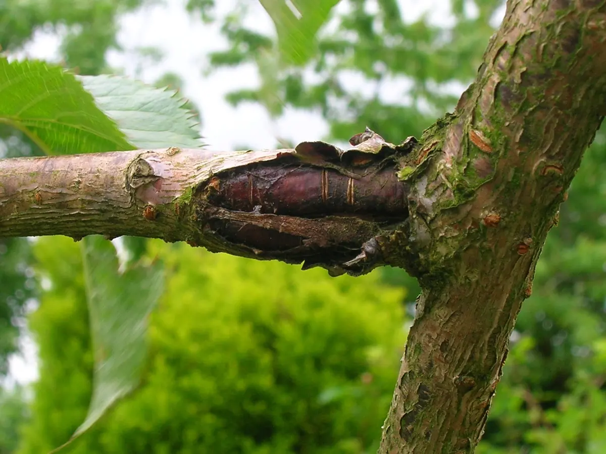 Sunken dark canker with split bark on a cherry branch