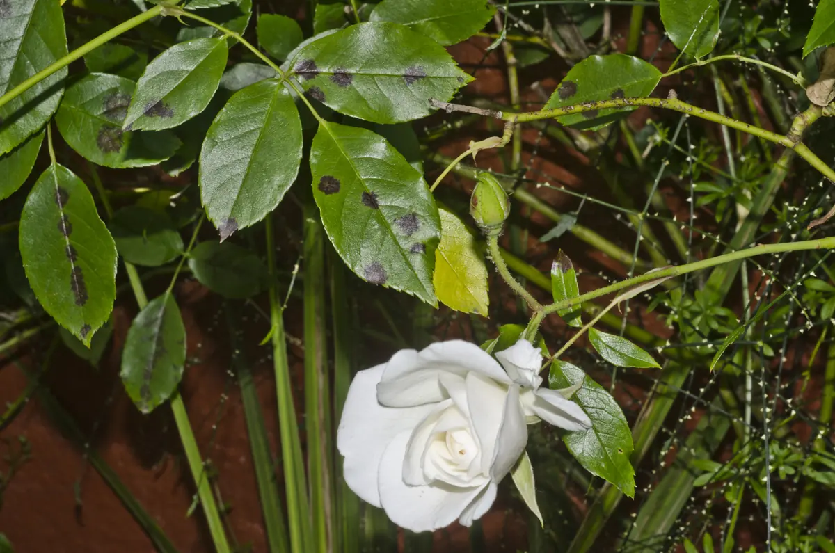 Rose leaves with dark purple-black spots beside a white rose flower