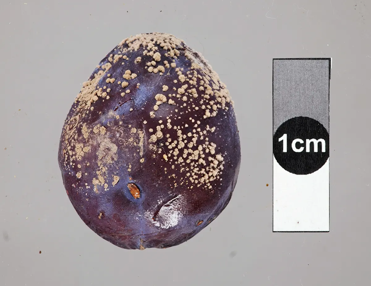 Dark purple plum covered in tufts of buff brown rot spores beside a 1 cm scale