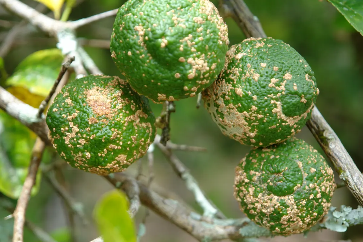 Four green rough lemons on a branch covered in raised pale corky scab lesions