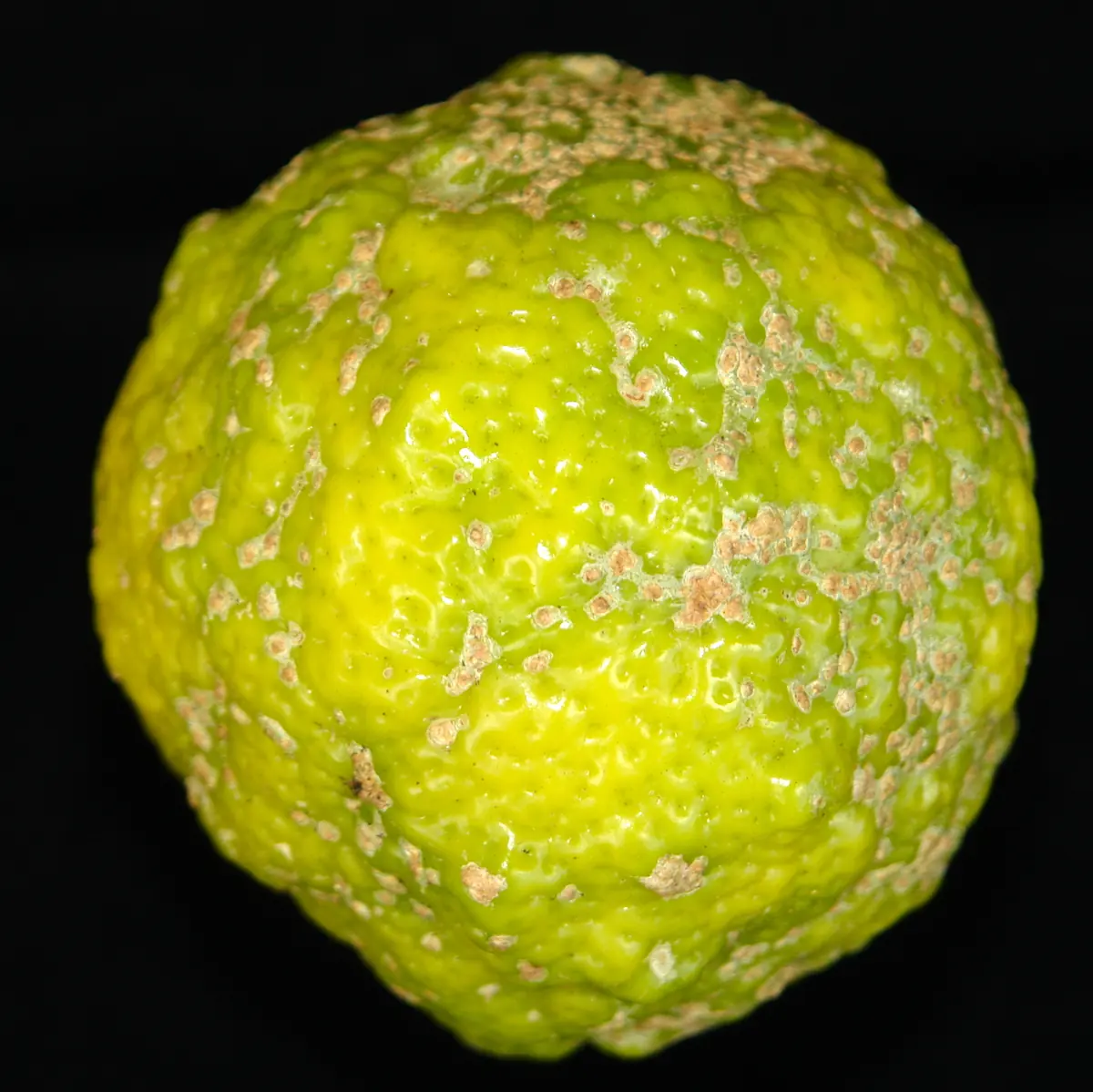 Close view of a yellowing rough lemon with corky buff scab warts across its skin