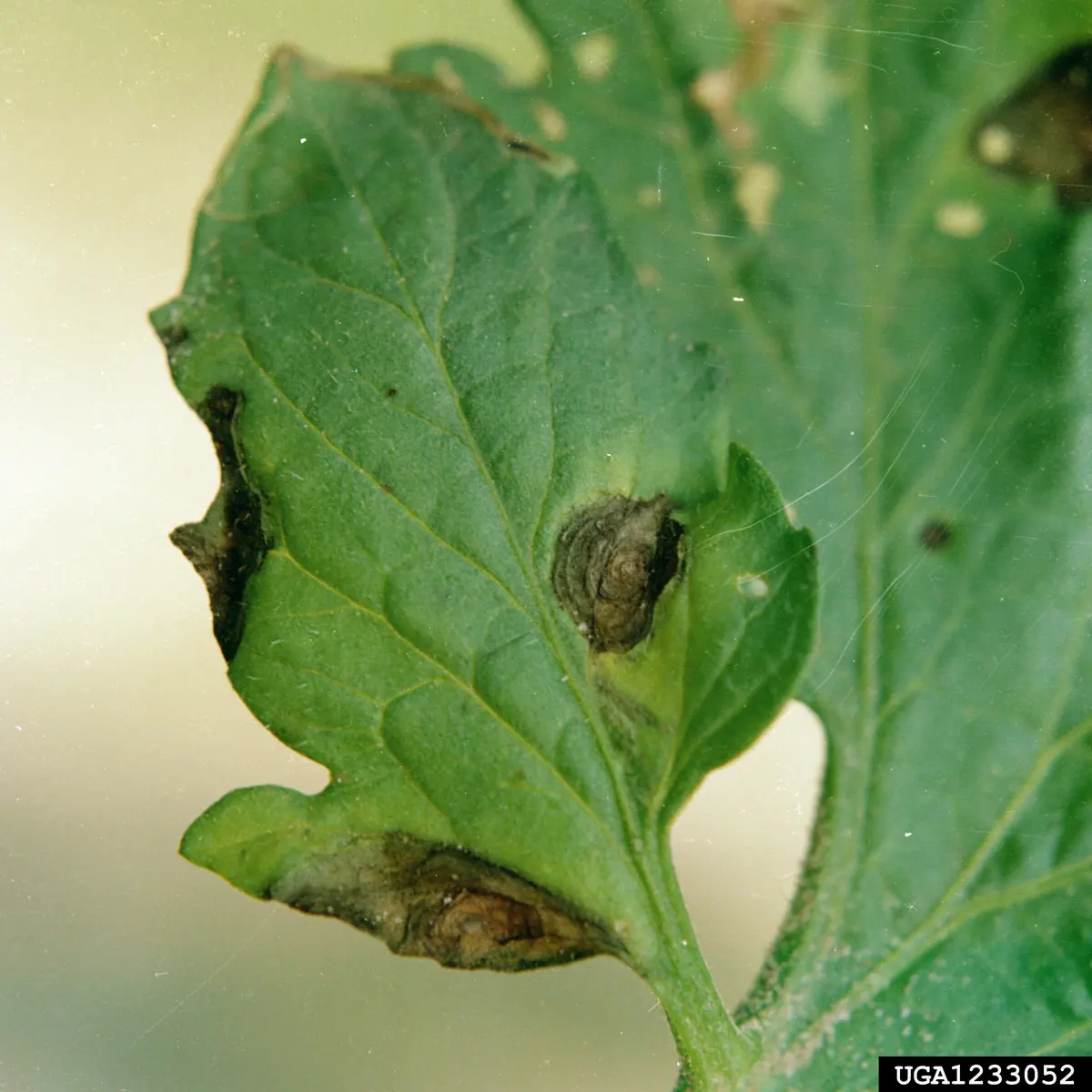 Close view of a tomato leaflet with brown lesions showing concentric target rings