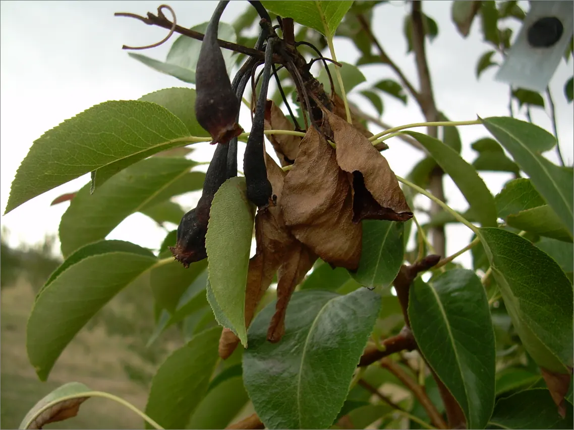 Pear branch with blackened, shrivelled fruitlets and brown scorched leaves among healthy green foliage