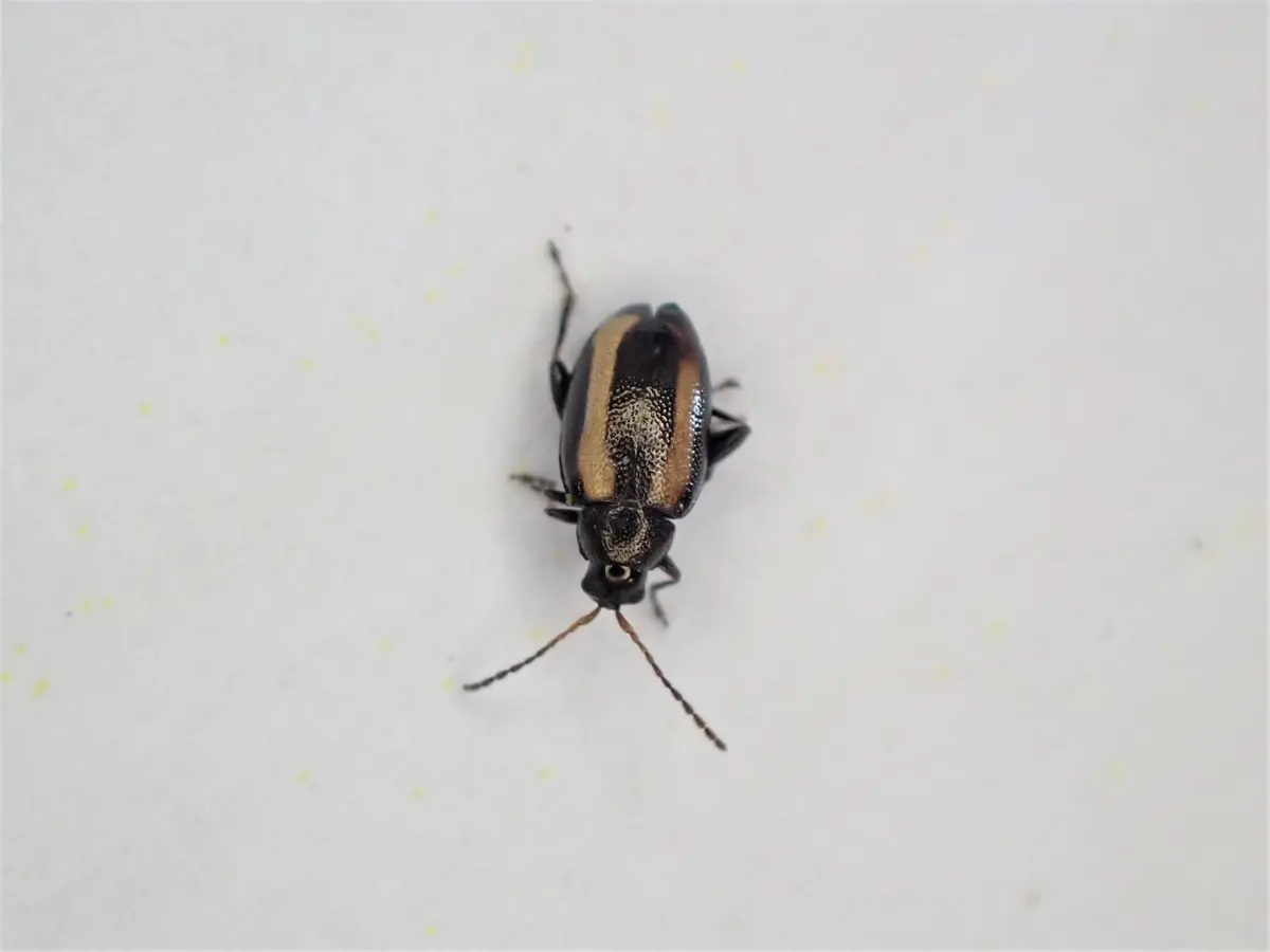 Tiny black beetle with a pale yellow stripe down each wing case on a white background