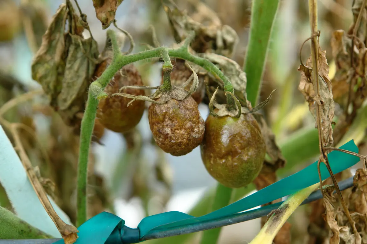 Green tomatoes on a truss with brown, wrinkled, rotting skin and blackened leaves behind