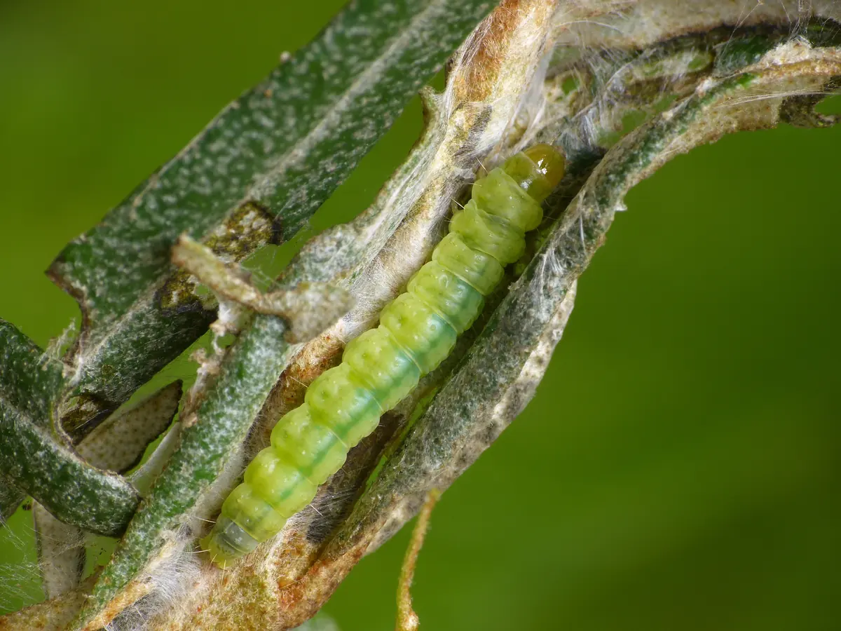 Pale green light brown apple moth caterpillar inside a shelter of silk-webbed leaves