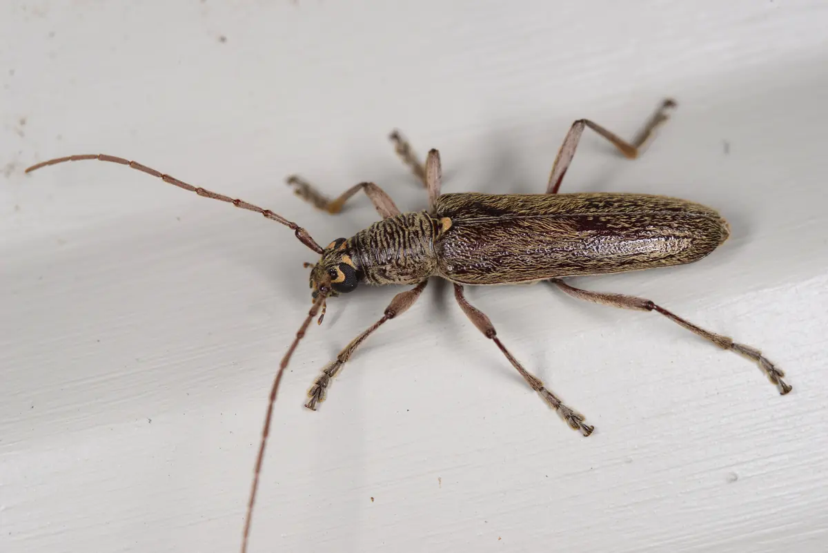 Slender brown longhorn beetle with long antennae on a white surface