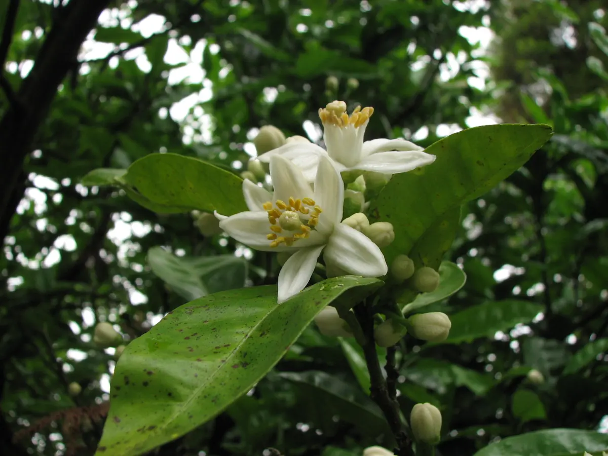 Citrus leaf peppered with small raised dark brown melanose specks beneath white blossoms