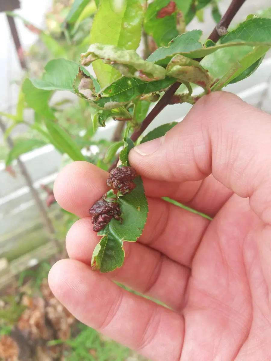 Hand holding a peach shoot with thickened, puckered, red-purple curled leaves