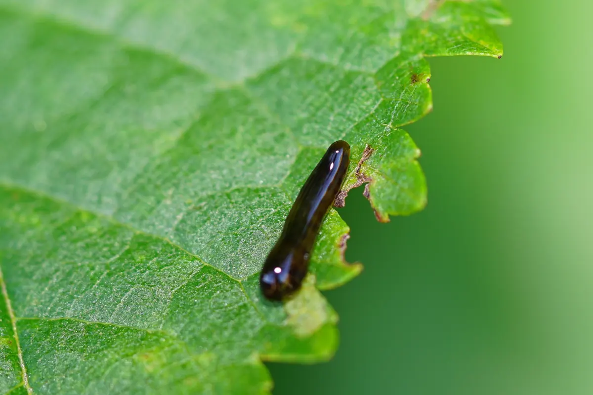Close view of a glossy black slug-like sawfly larva on the edge of a green leaf