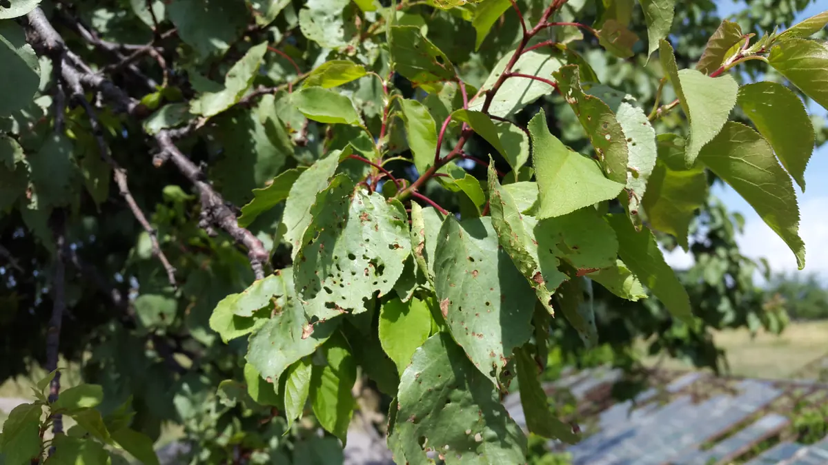 Apricot branch with green leaves peppered with small round holes and brown spots