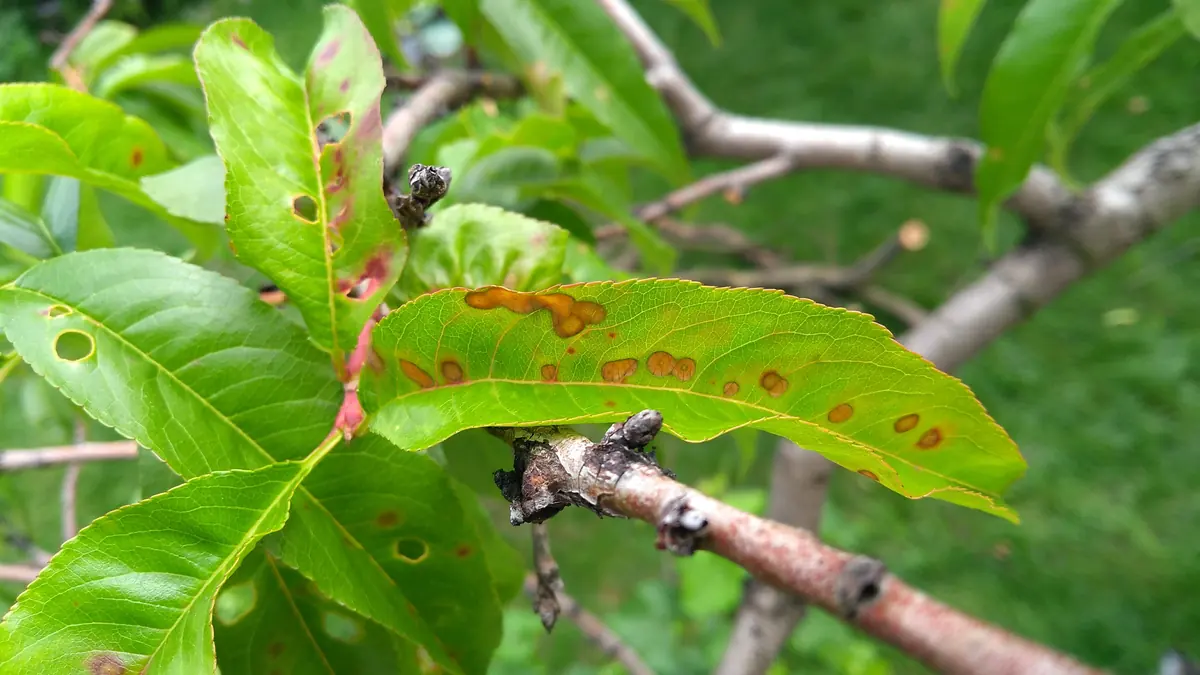 Peach leaves with red-brown spots, some of which have fallen out to leave holes
