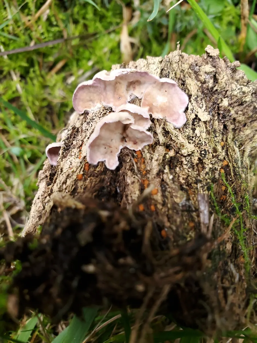 Pale wavy-edged silver leaf fungus brackets on a cut stump