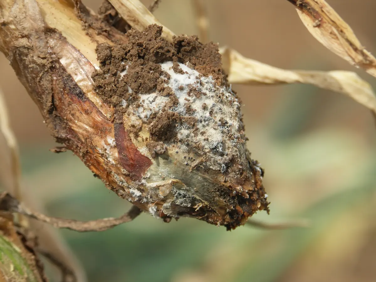 Rotted onion bulb base covered in white mould and tiny black sclerotia, with dry leaves attached
