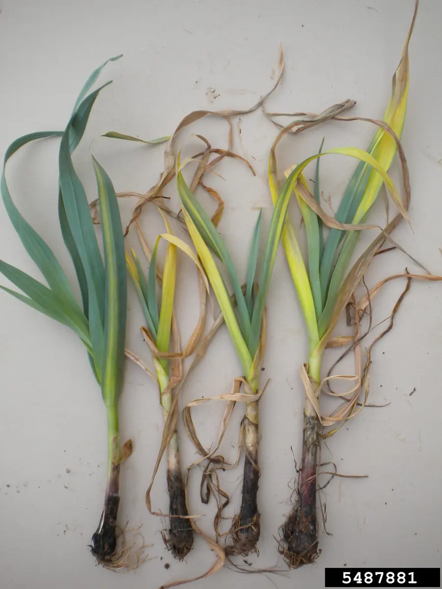 Four garlic plants laid out, three with yellow and dead leaves and blackened, rotted bases