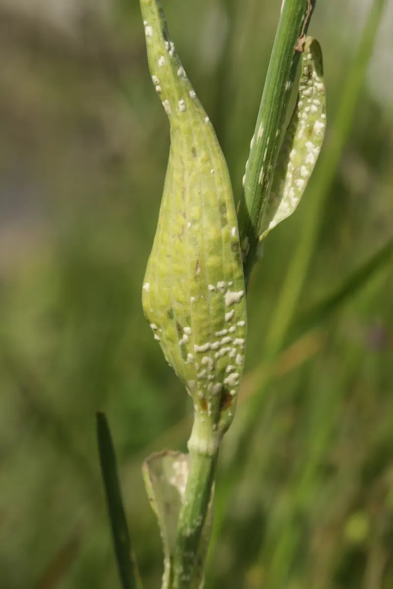 Green flower bud and stalk of a goat's beard plant covered in small raised white blisters
