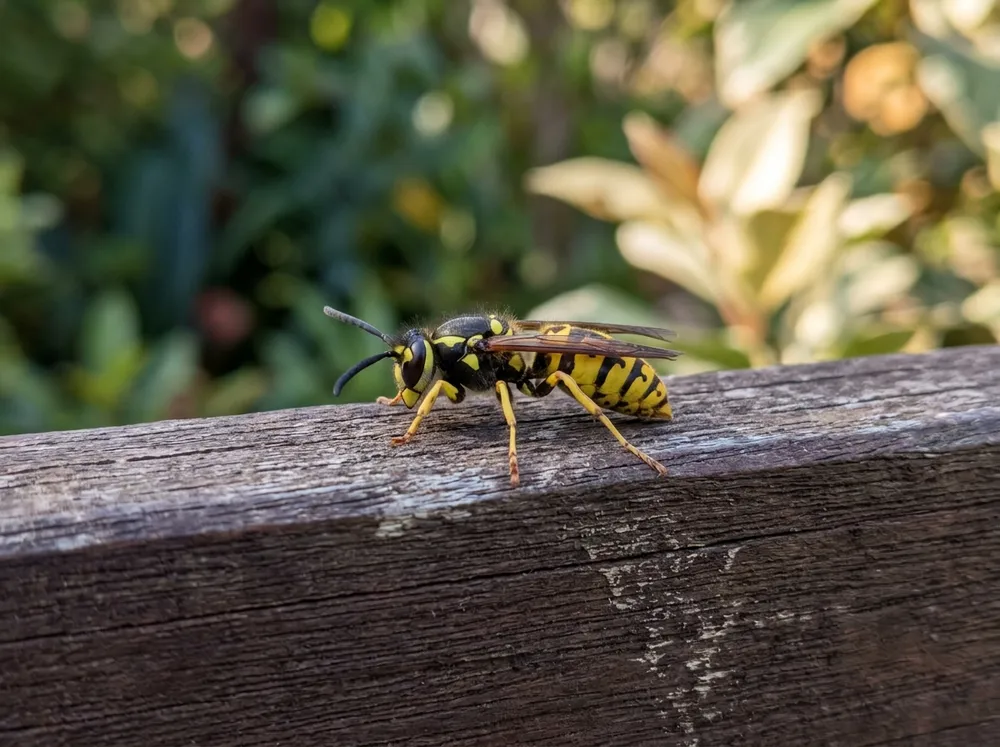 European wasp (not a bee) illustration