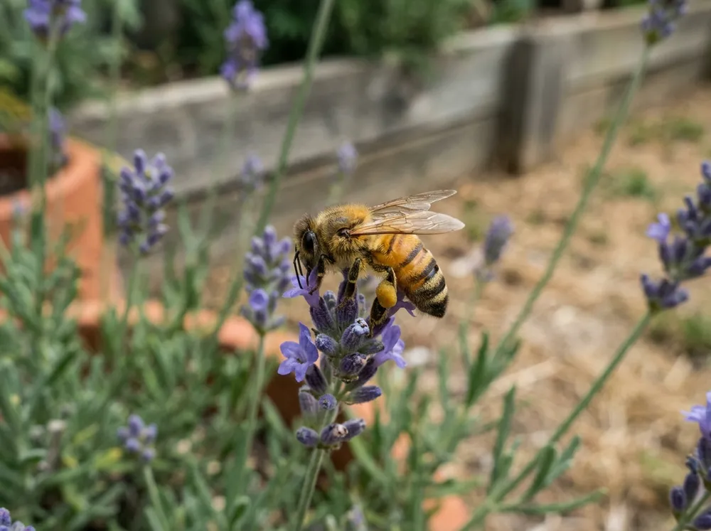 European honey bee illustration