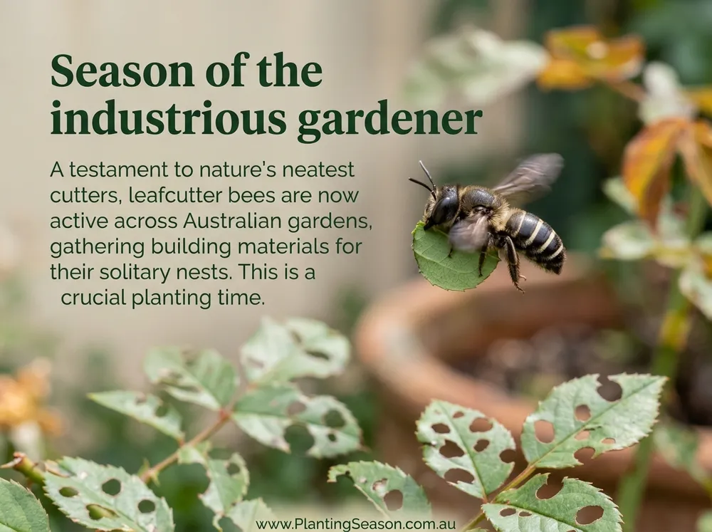 Leafcutter bee illustration